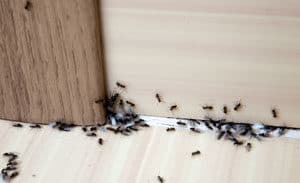 Gallery image 4 — bed bug removal Surrounding Areas