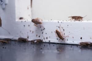 Gallery image 1 — bed bug removal Surrounding Areas