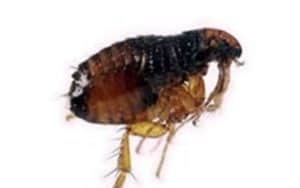 Gallery image 12 — bed bug removal Surrounding Areas