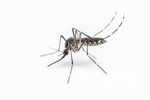 Gallery image 9 — bed bug removal Surrounding Areas