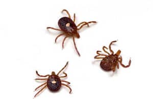 Gallery image 3 — bed bug removal Surrounding Areas