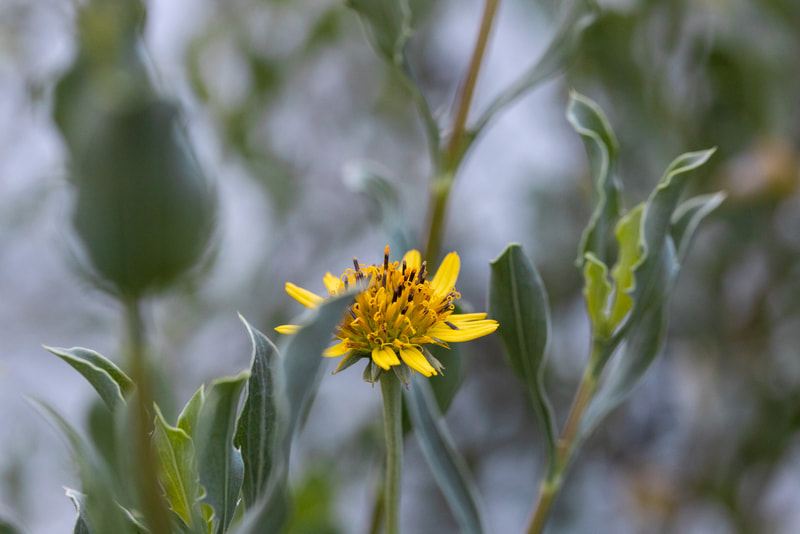 Gallery image 3 — NaMa Native Landscapes