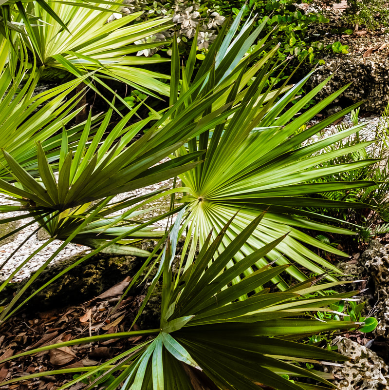 Gallery image 14 — NaMa Native Landscapes