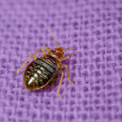 commercial bed bug exterminator Houston