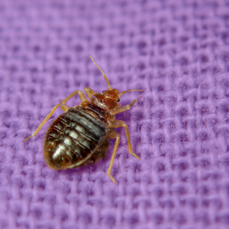 Gallery image 2 — local bed bug control Houston