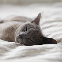 Gallery image 5 — local bed bug control Houston