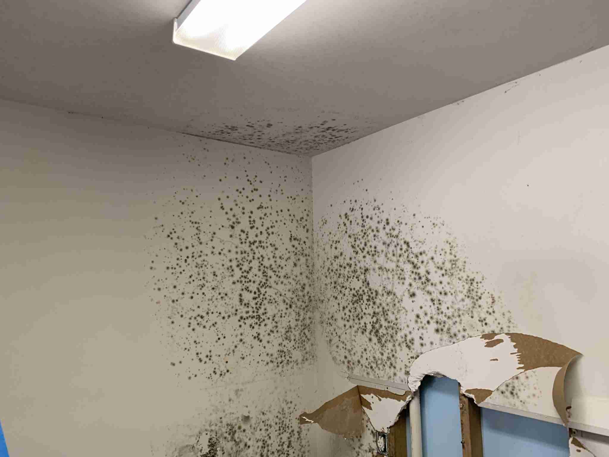 Gallery image 2 — emergency mold removal Austin