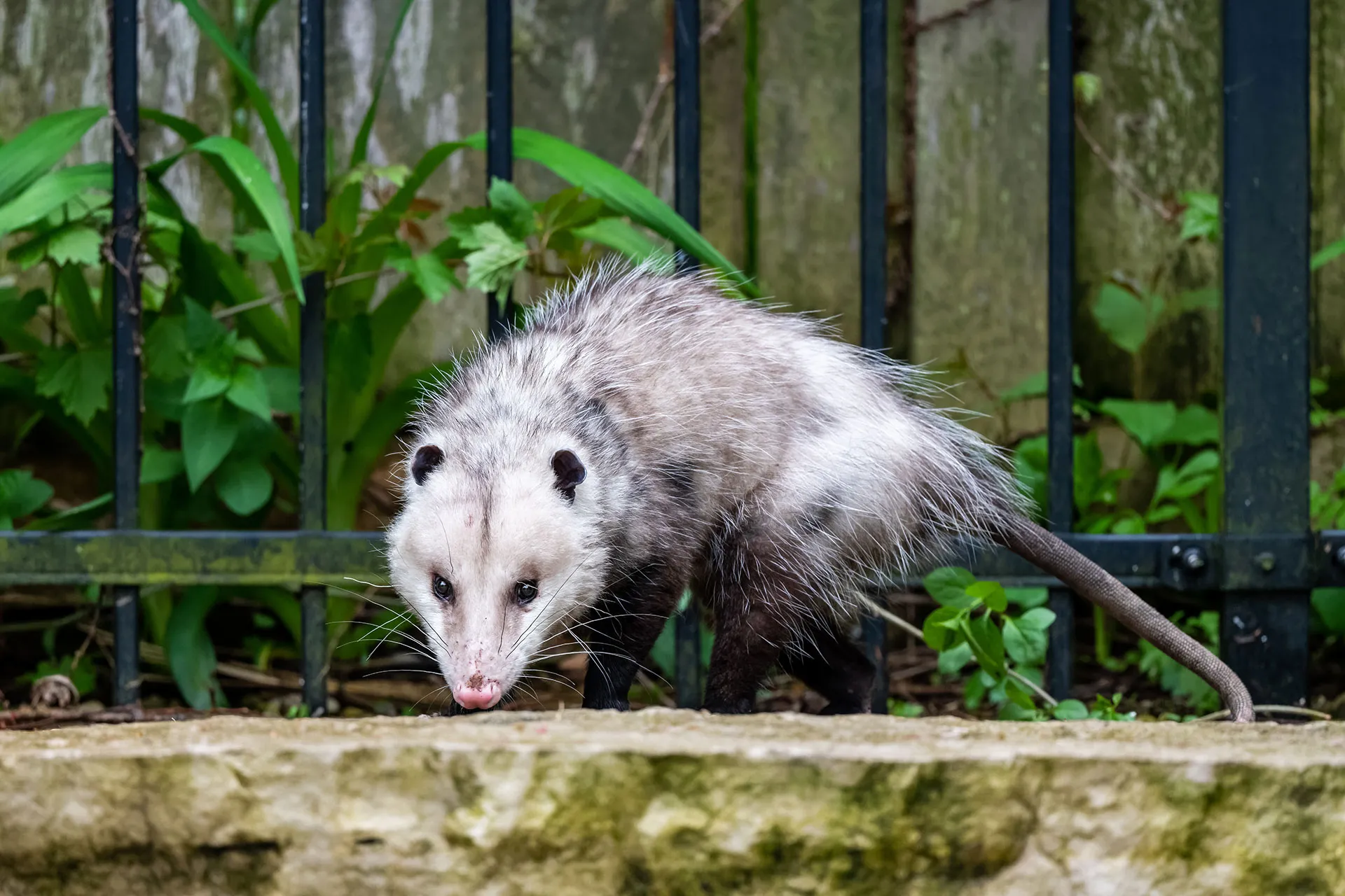 Gallery image 1 — pest control near me San Antonio
