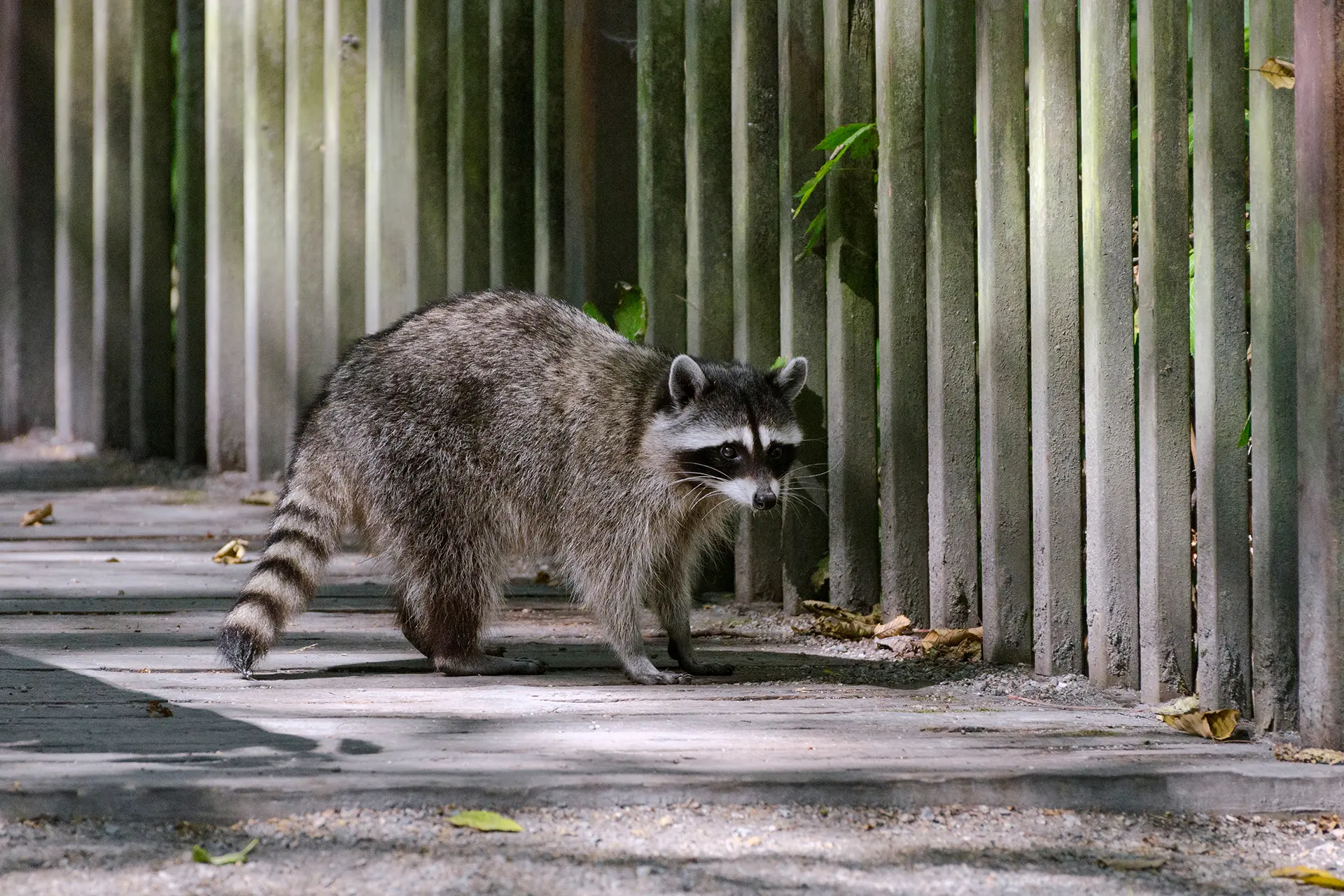 Gallery image 2 — pest control near me San Antonio