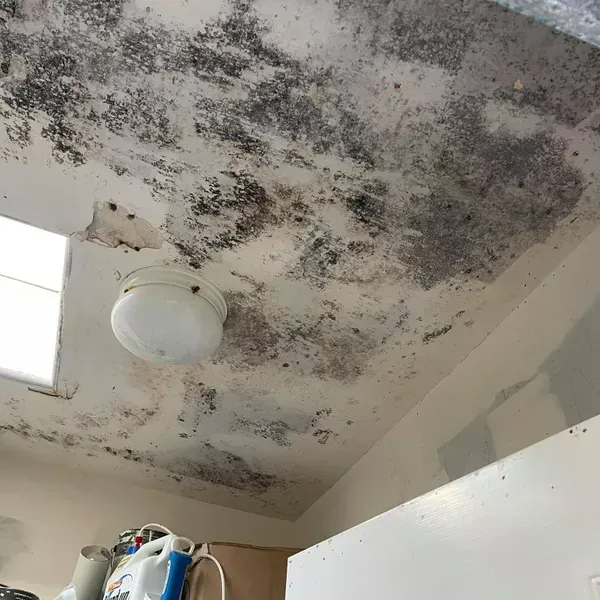 Gallery image 2 — mold removal contractor scottsdale