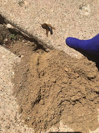 Gallery image 3 — eco-friendly pest control in Chicago