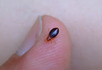 Gallery image 3 — cheap bed bug exterminator in Near North Side