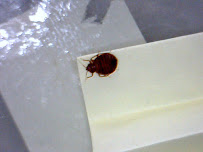 Gallery image 4 — cheap bed bug exterminator in Near North Side