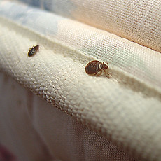 Gallery image 1 — bed bug treatment Wisconsin