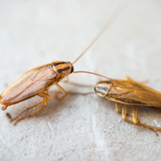 licensed exterminator Illinois