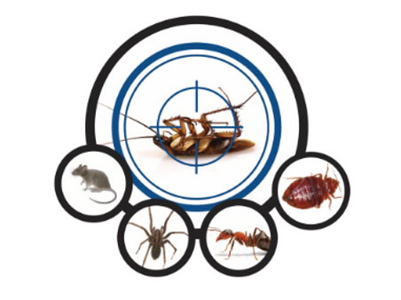 bed bug treatment Wisconsin