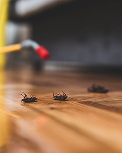 Gallery image 5 — bed bug treatment Wisconsin