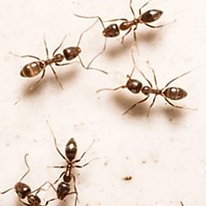 Gallery image 4 — bed bug treatment Wisconsin
