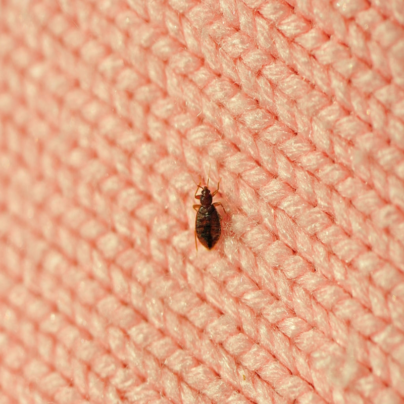 Gallery image 5 — ant removal specialist surrounding suburbs
