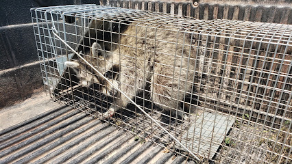 wildlife removal near me