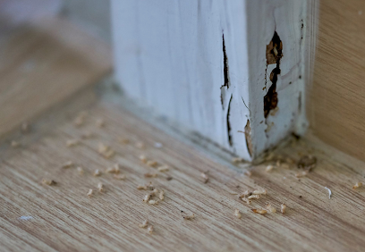Gallery image 6 — possum removal services Chicago metro area