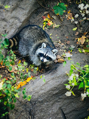 About possum removal services Chicago metro area