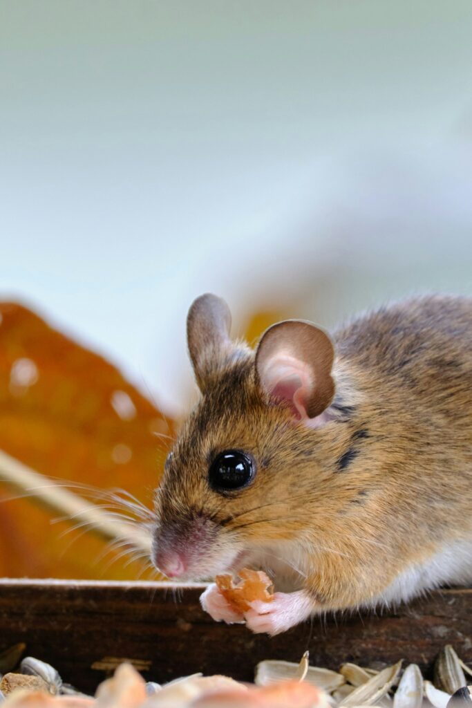 Gallery image 5 — possum removal services Chicago metro area