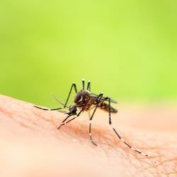 Gallery image 8 — pest control in Cook County