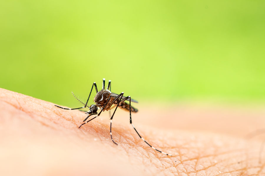 pest control in Cook County
