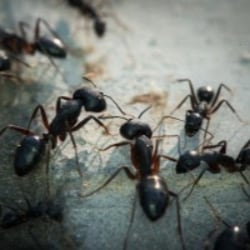 Gallery image 5 — pest control in Cook County