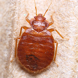 Gallery image 3 — pest control in Cook County