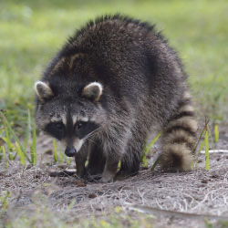 Gallery image 4 — pest control in Cook County