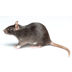 Gallery image 6 — pest control in Cook County