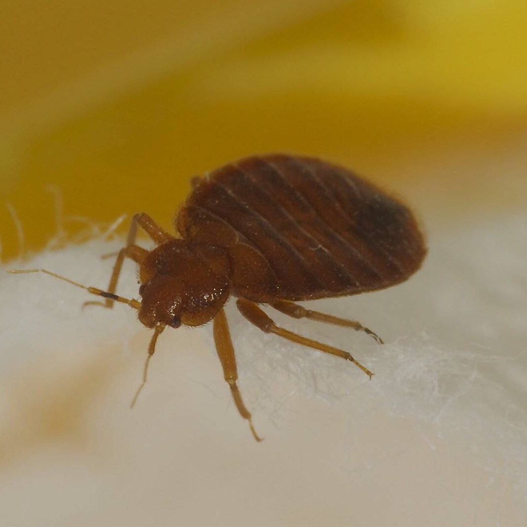 Gallery image 2 — pest control in South Suburban