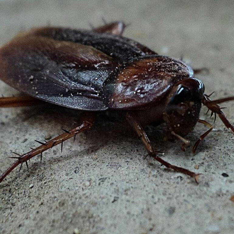 Gallery image 6 — pest control in South Suburban