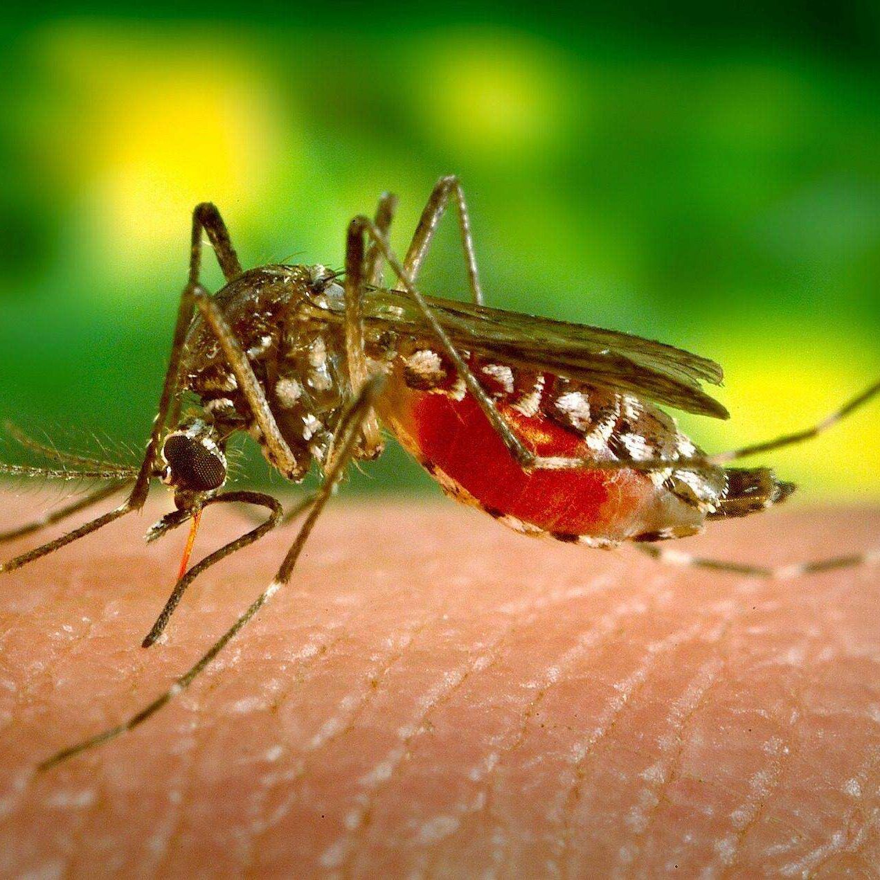 Gallery image 4 — pest control in South Suburban