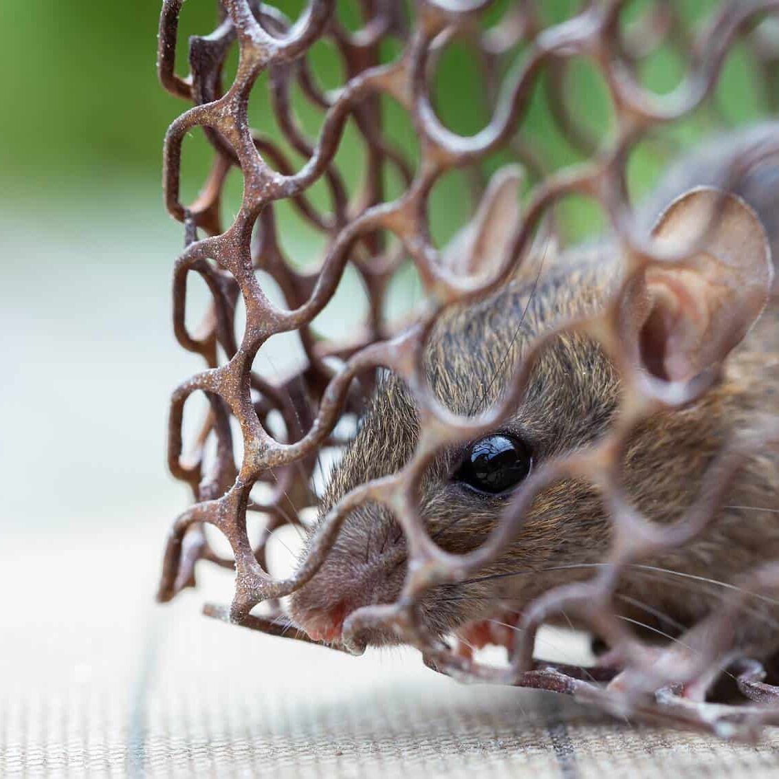 Gallery image 5 — pest control in South Suburban