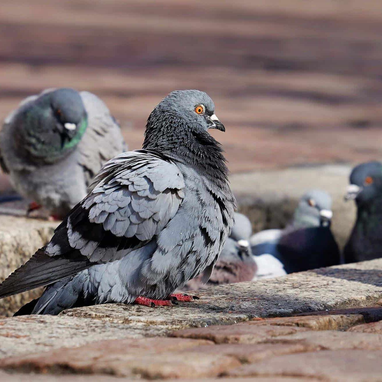 Gallery image 1 — pest control in South Suburban