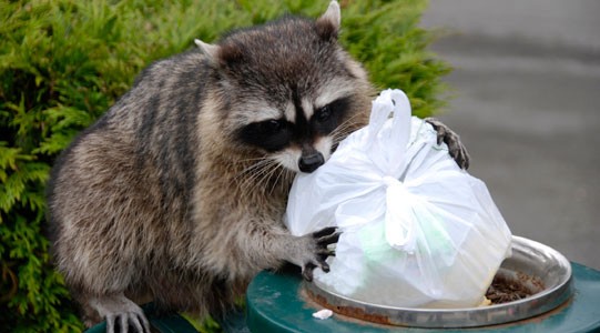 Gallery image 5 — pest control Oak Lawn