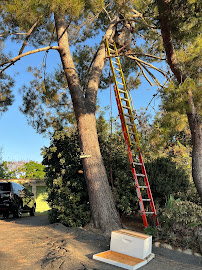 Gallery image 3 — emergency bee removal near me