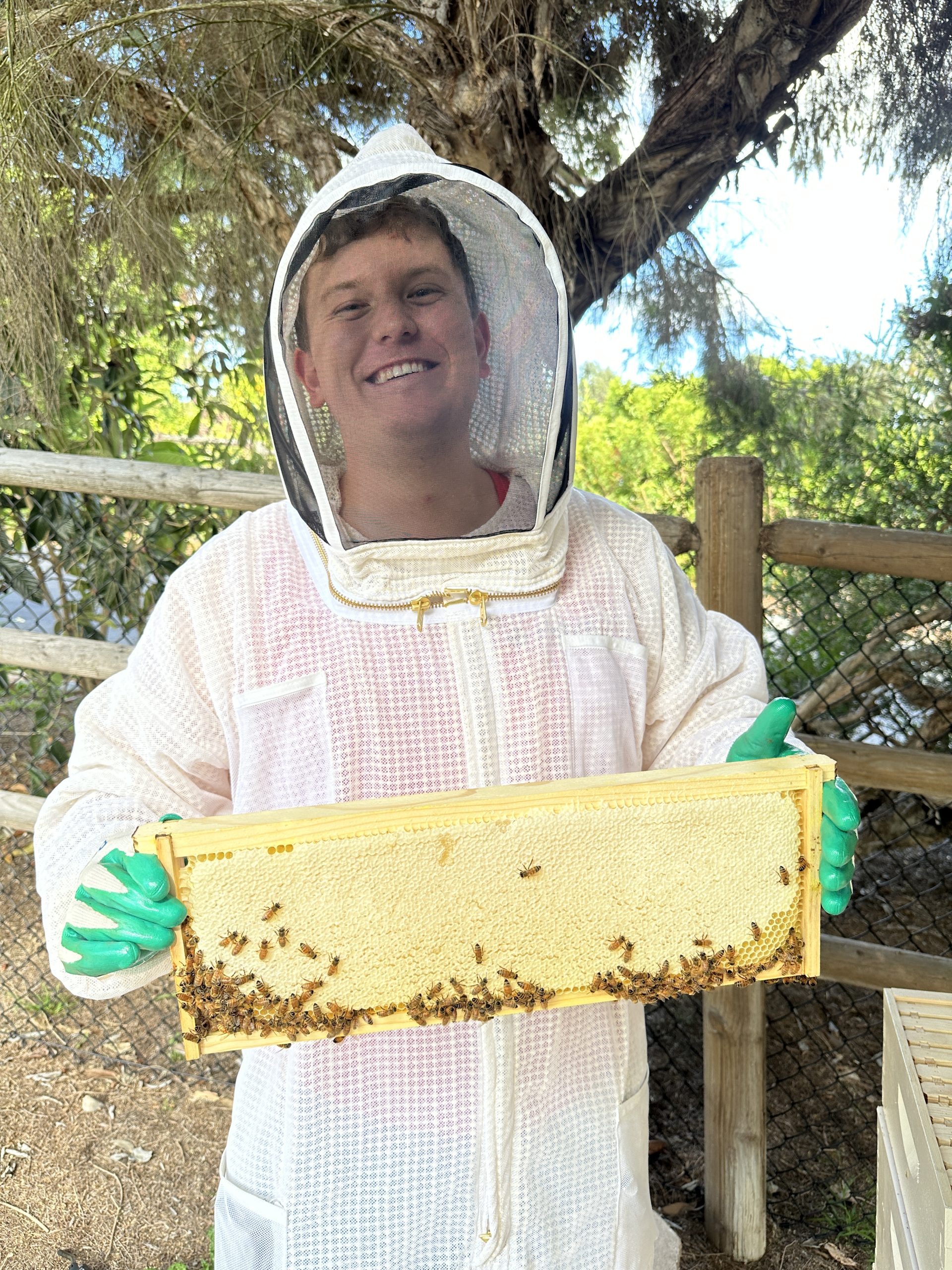 Gallery image 4 — emergency bee removal near me
