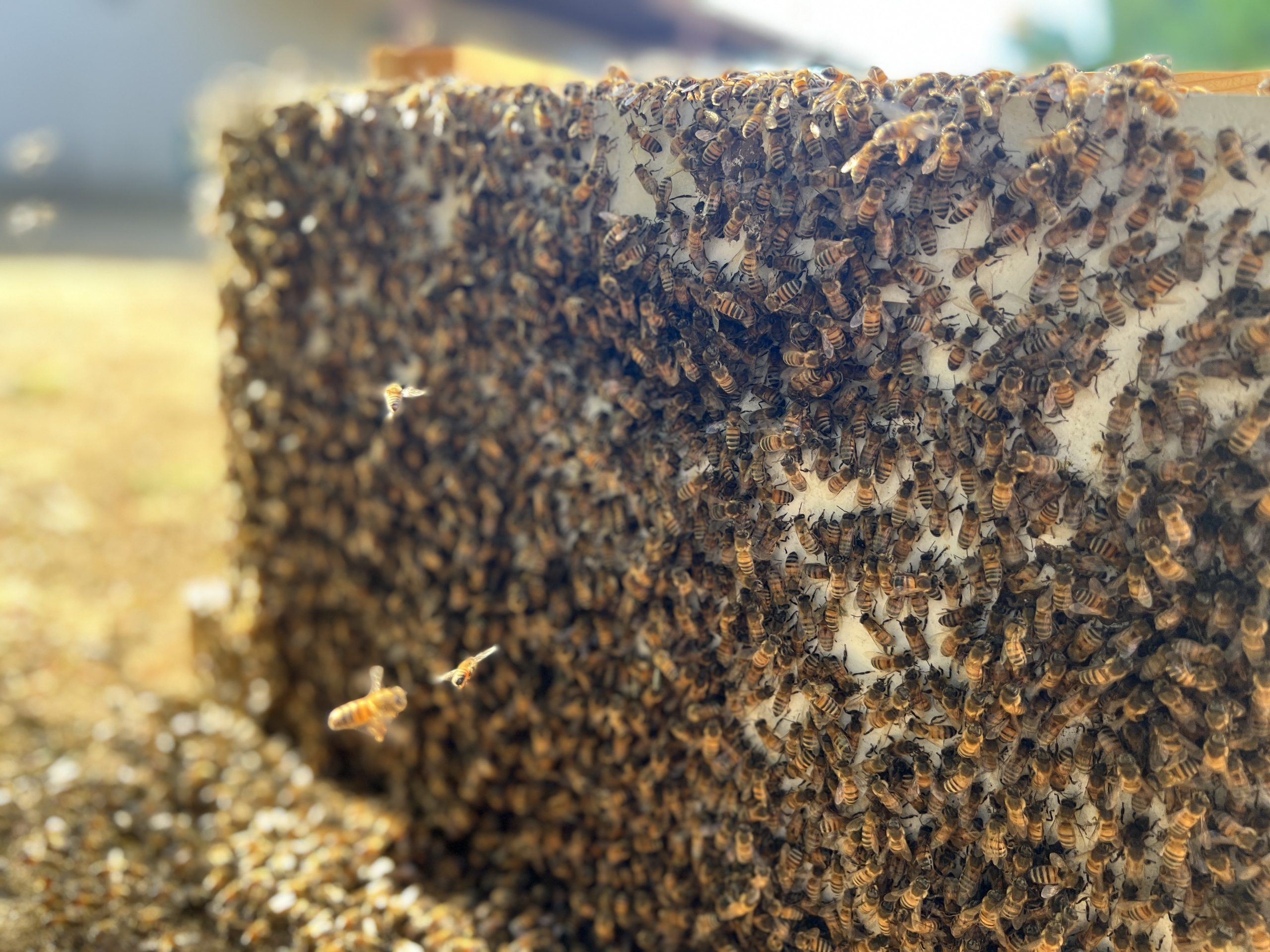 Gallery image 5 — emergency bee removal near me