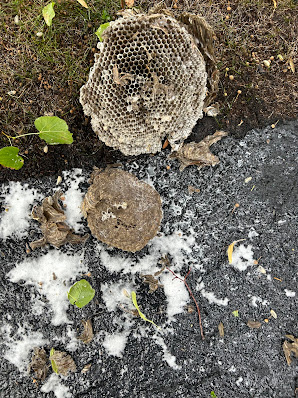 Gallery image 9 — commercial pest control Springfield