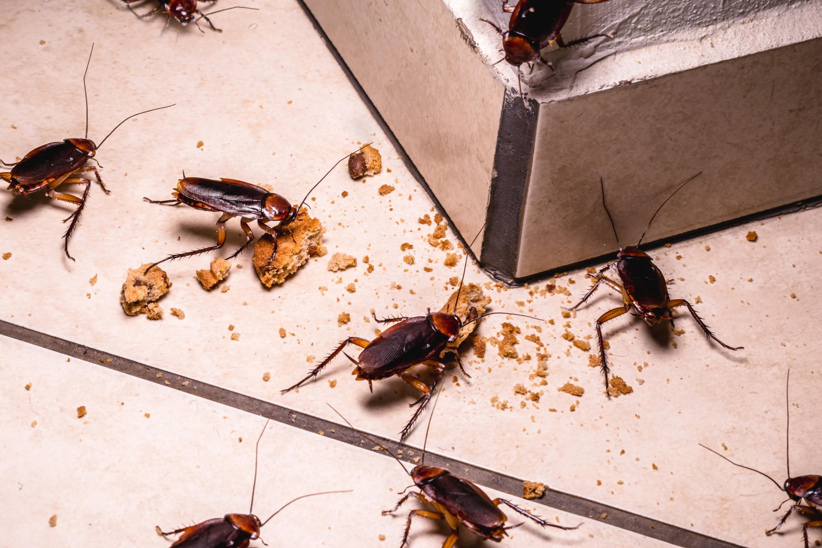Gallery image 7 — commercial pest management Chicago