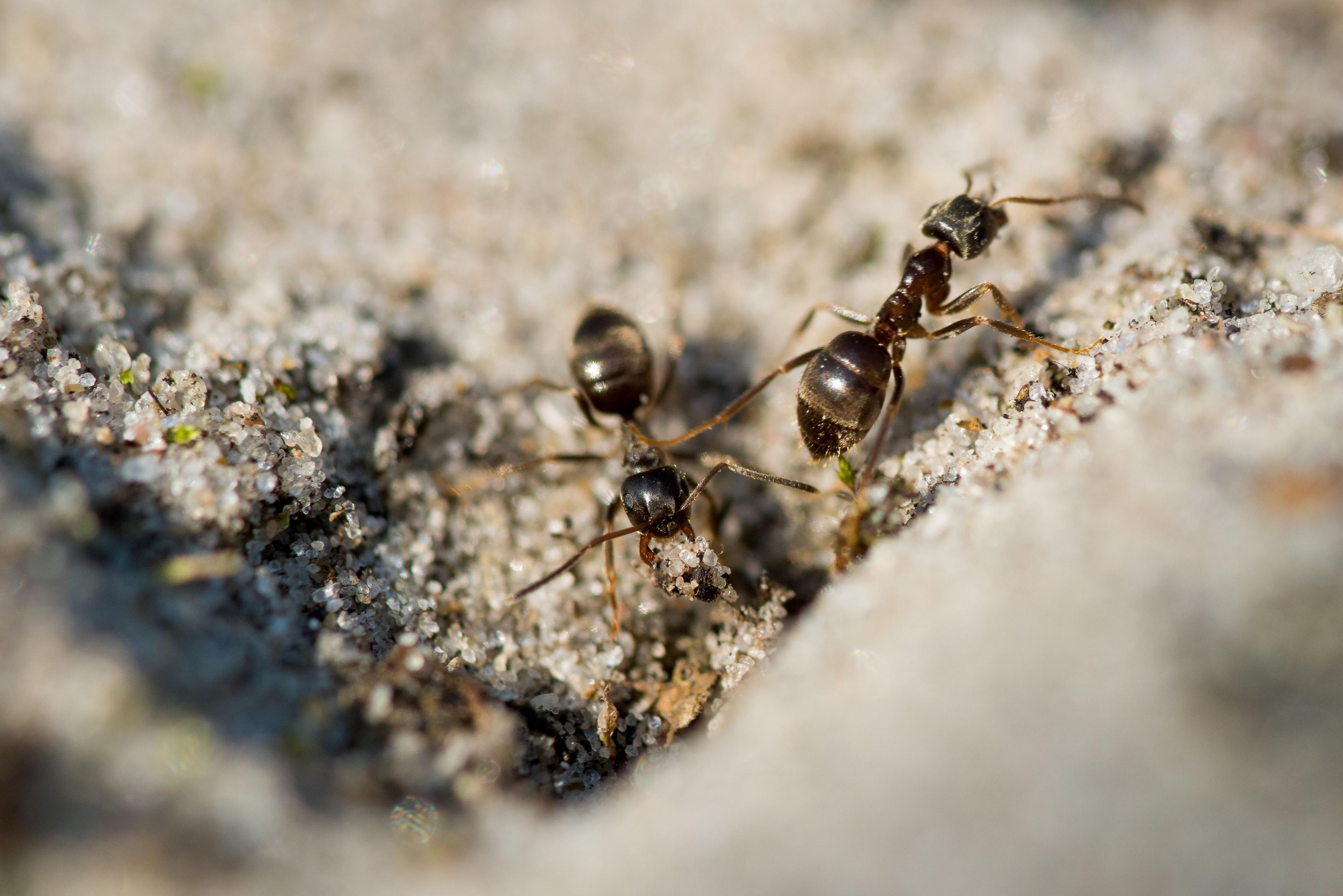 Gallery image 4 — commercial pest management Chicago
