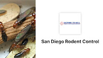 Gallery image 4 — best rodent control San Diego County