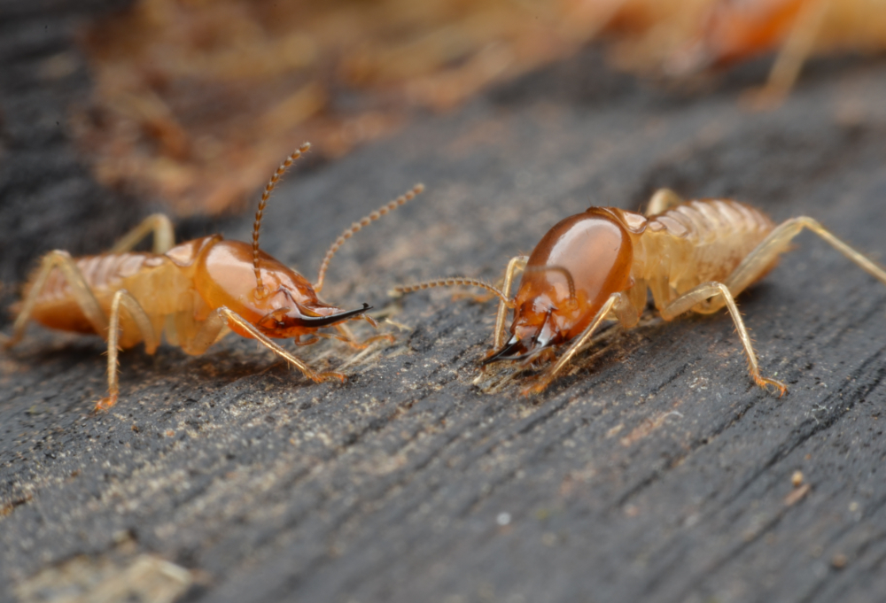 Gallery image 2 — best rodent control San Diego County