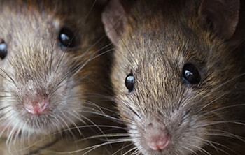 Gallery image 9 — best rodent control in Del Mar