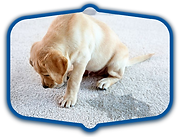 Gallery image 4 — rug pickup and delivery Sandy Springs