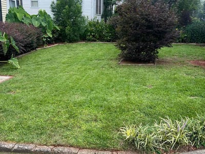 Gallery image 8 — lawn aeration Lawn Love Lawn Care of Atlanta